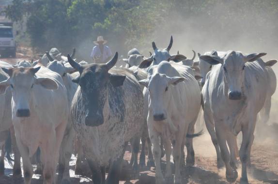 Há poucos dias eram lhamas, agora são bois com quem cruzamos nas estradas. No caminho entre Nobres e Bom Jardim, no Mato Grosso